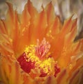 A Close Up Fishhook Barrel Cactus Flower, Ferocactus wislizeni Royalty Free Stock Photo