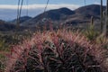 Close-up of Fishhook Barrel Cactus, Tucson, Arizona Royalty Free Stock Photo