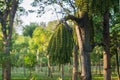 close up of fishtail palm tree in the garden on afternoon sunlight with blurred background Royalty Free Stock Photo