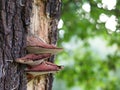 Closeup of beefsteak fungus