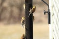 Close up of five American Goldfinches eating thistle on a bird feeder Royalty Free Stock Photo