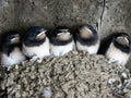 Close up of five Baby swallows in nest, Languedoc Roussillon, France