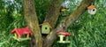 Close up of five birdhouses hanging on a tree Royalty Free Stock Photo