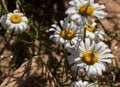Close up of daisy flowers