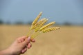 Close-up of five ears of wheat in hands on blurred background Royalty Free Stock Photo
