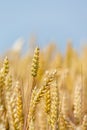 Close-up of five ears of wheat in hands on blurred background Royalty Free Stock Photo