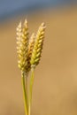 Close-up of five ears of wheat in hands on blurred background Royalty Free Stock Photo