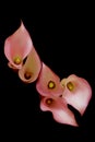 Delicate five mini pink calla lillies against dark background Royalty Free Stock Photo