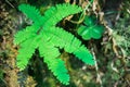 Close up of Five finger fern Adiantum aleuticum, Prairie Creek Redwoods State Park, California Royalty Free Stock Photo