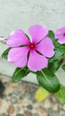 Close up five flowers crown pink mandevilla sanderi.