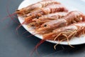 Close up of five giant prawns, in a white plate, on a slate table..Tasty food from italian cuisine and mediterranean sea. Concept