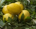 close-up: five lemons and mint bunch on a yellow cutting board Royalty Free Stock Photo