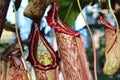 Close up of five red and green Pitcher Plant, Nepenthes maxima, cups with a blurred background Royalty Free Stock Photo