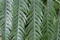 Close up of five textured leaves of a Giant Chain Fern Royalty Free Stock Photo