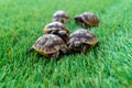 Close up of five young hermann turtles on a synthetic grass