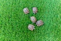 Close up of five young hermann turtles on a synthetic grass