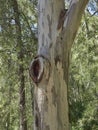 Close up of the Flaking Peeling bark of a Eucalyptus tree in the Raja Ancha Recreation Area in Pizarra, Andalucia, Spain.