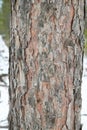 Close up of flaky conifer pine bark and tree trunk Royalty Free Stock Photo