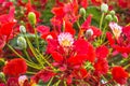 Flamboyant Royal Poinciana Delonix Regia tree