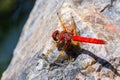 Flame skimmer Libellula saturata