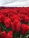 Close up of flaming red tulips