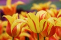 Close up of flaming yellow and red tulips in a field with shallow depth of field