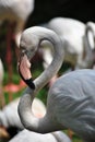 Portrait for a Beautiful Flamingo white Bird