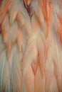 Close up of Flamingo feathers Royalty Free Stock Photo