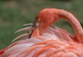 Close up of a flamingo, feathers, copy space Royalty Free Stock Photo