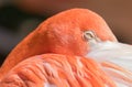 Close up of a flamingo, feathers, eyes closed Royalty Free Stock Photo