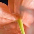 Close-up of Flamingo Flower