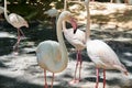 Close up Flamingo Group in the Zoo.