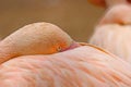 Close-up on a flamingo that has hidden its beak in its feathers Royalty Free Stock Photo