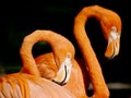 Close Up Of Flamingo Head Isolated On Dark Background.