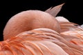 close-up of a flamingo hiding its head in its feathers Royalty Free Stock Photo