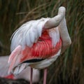 Close Up of a Flamingo Preening Royalty Free Stock Photo