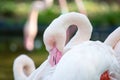 Detail of flamingo head with white feathers and pink beak Royalty Free Stock Photo