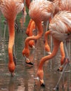 Close-up of Flamingos at Singapore Bird Park