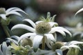 Close-up of flannel flowers an australian wildflower