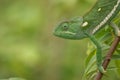 A close-up of a Flap-Neck Chameleon climbing down a branch in South Africa.