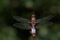 Close-up of a flat-bellied dragonfly perched on a scrawny stem. The background is green and with light