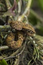 Flat-nosed pitviper snake Trimeresurus puniceus on tree branch Royalty Free Stock Photo
