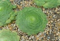 Close up of a flat-top Aeonium plant, also known as Aeonium Tabuliforme