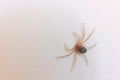 Flattened spider Royalty Free Stock Photo