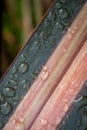Close Up of Flax leaf