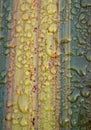 Close Up of Flax leaf