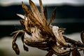 Close up of flax seed pods