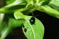 Close-up flea beetle black insect with dung on leaf