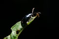 Close-up flea beetle black insect with dung on leaf