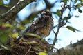 Close up of a fledgling American Robin standing on its nest in a Crabapple tree